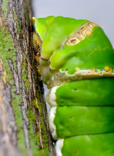 Закрыть Зеленой Гусеничной Бабочкой Размытом Фоне Гусеница Редкой Парусной Бабочки — стоковое фото