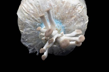 İstiridye mantarı siyah arkaplanda yetişir, istiridye mantarı grubu siyah arkaplanda.