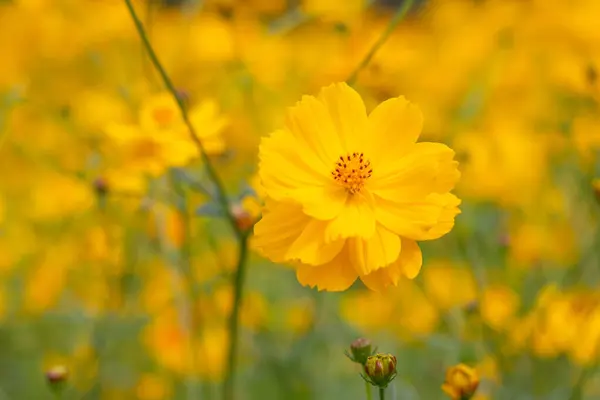 Cosmos flower in close up garden. Cosmos flower is an ornamental plant.