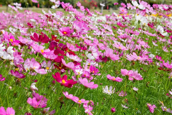 Cosmos flower in close up garden. Cosmos flower is an ornamental plant.