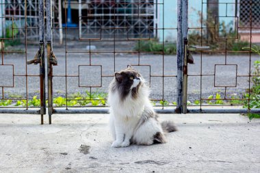 Beton zemine tünemiş cüce kedi, yalnız duygusal kedi