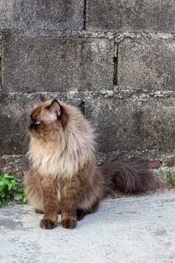 Beton zemine tünemiş cüce kedi, yalnız duygusal kedi