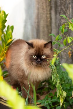 Beton zemine tünemiş cüce kedi, yalnız duygusal kedi