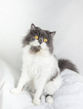 İran kedisi beyaz arka planda tek başına oturuyor.