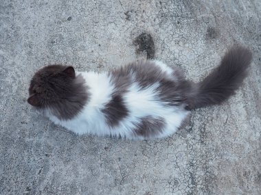 Beton zemine tünemiş cüce kedi, yalnız duygusal kedi