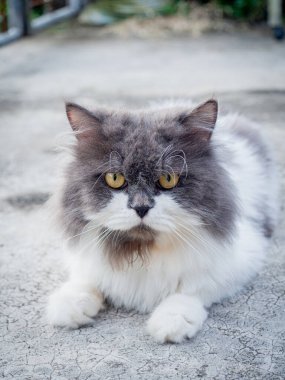 Beton zemine tünemiş cüce kedi, yalnız duygusal kedi