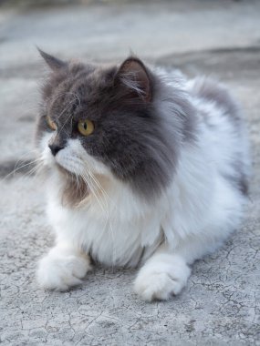 Beton zemine tünemiş cüce kedi, yalnız duygusal kedi