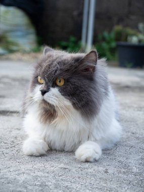 Beton zemine tünemiş cüce kedi, yalnız duygusal kedi