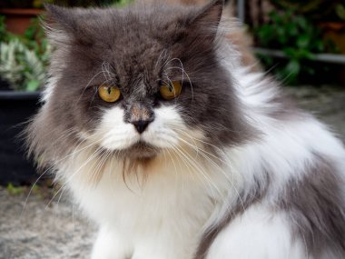 Beton zemine tünemiş cüce kedi, yalnız duygusal kedi