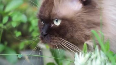 Tünemiş cüce kedi beton zeminde bitki yiyor.