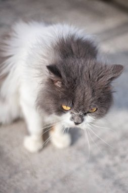 Beton zeminde oturan İranlı kedi ve düz ağır çekime bak..