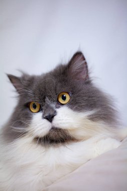 Persian cat sitting on white background,isolated