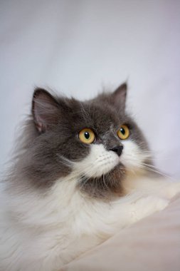 Persian cat sitting on white background,isolated