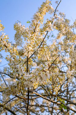 Yakın plan Cassia bakeriana çiçekleri, güzel yaz çiçekleri..
