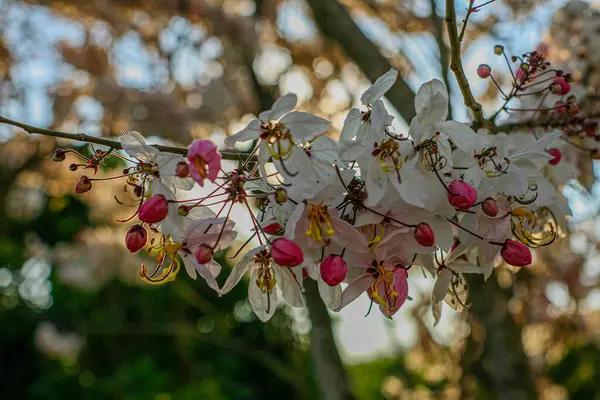 Yakın plan Cassia bakeriana çiçekleri, güzel yaz çiçekleri..
