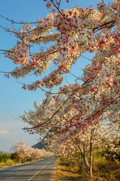 Yakın plan Cassia bakeriana çiçekleri, güzel yaz çiçekleri..