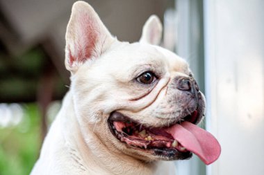 Şirin, tombul Fransız Bulldog Yakın plan İleri Bakış