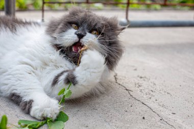 Pers kedisi, en sevdiği kedi çimlerini çimento zemininde otlatıyor.