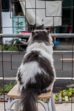 İranlı kedi sandalyede oturuyor ve tek başına hareket ediyor..