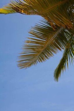 Kumsalda hindistan cevizi ağaçları, gökyüzü ve açık deniz dinlendirici bir günde. Seyahat için uygun bir arkaplan.
