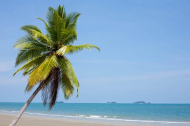 Kumsalda hindistan cevizi ağaçları, gökyüzü ve açık deniz dinlendirici bir günde. Seyahat için uygun bir arkaplan.