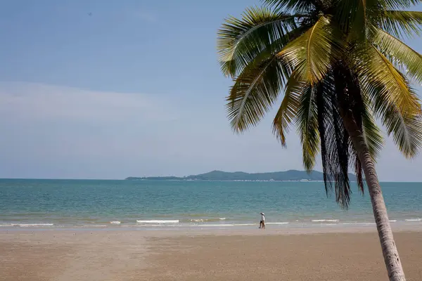 Kumsalda hindistan cevizi ağaçları, gökyüzü ve açık deniz dinlendirici bir günde. Seyahat için uygun bir arkaplan.