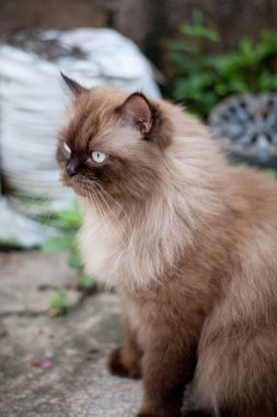 Pers kedisi, en sevdiği kedi çimlerini çimento zemininde otlatıyor.