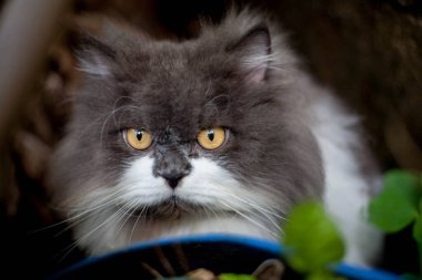 Pers kedisi, en sevdiği kedi çimlerini çimento zemininde otlatıyor.