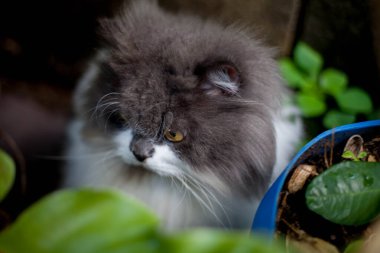 Pers kedisi, en sevdiği kedi çimlerini çimento zemininde otlatıyor.