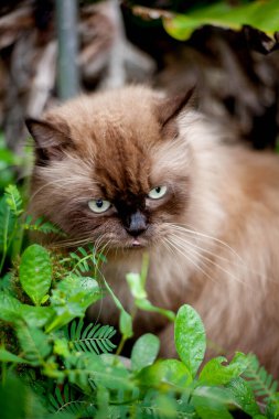 Pers kedisi, en sevdiği kedi çimlerini çimento zemininde otlatıyor.