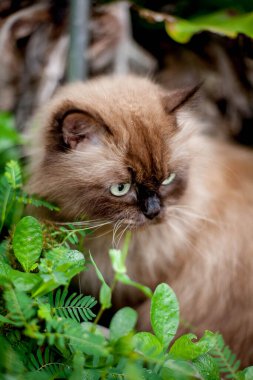 Pers kedisi, en sevdiği kedi çimlerini çimento zemininde otlatıyor.