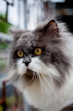 Pers kedisi, en sevdiği kedi çimlerini çimento zemininde otlatıyor.