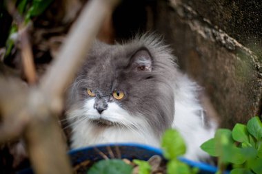 Pers kedisi, en sevdiği kedi çimlerini çimento zemininde otlatıyor.