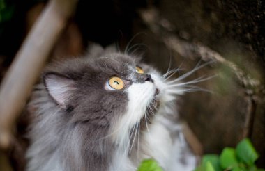 Pers kedisi, en sevdiği kedi çimlerini çimento zemininde otlatıyor.