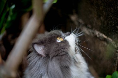 Pers kedisi, en sevdiği kedi çimlerini çimento zemininde otlatıyor.