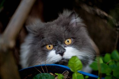 Pers kedisi, en sevdiği kedi çimlerini çimento zemininde otlatıyor.