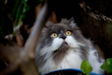 Pers kedisi, en sevdiği kedi çimlerini çimento zemininde otlatıyor.