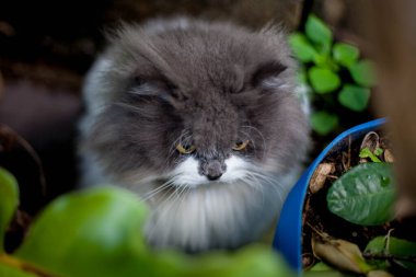 Pers kedisi, en sevdiği kedi çimlerini çimento zemininde otlatıyor.