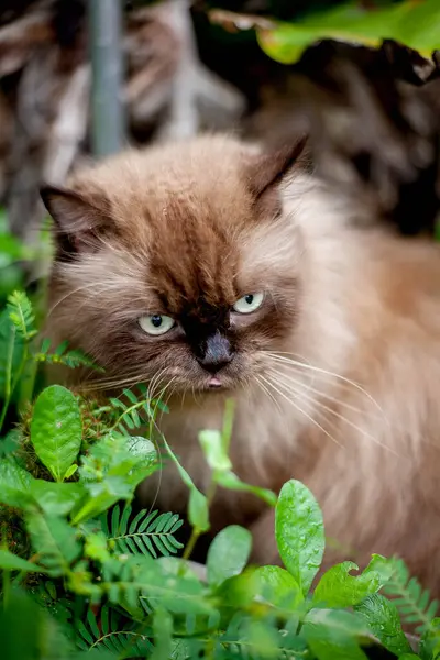 Pers kedisi, en sevdiği kedi çimlerini çimento zemininde otlatıyor.