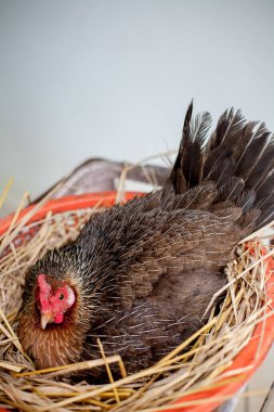 Yavrularını ve yumurtalarını hasır bir yuvaya yatıran bir tavuk kameraya bakar..