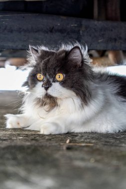 Beton zemine tünemiş cüce kedi, yalnız duygusal kedi