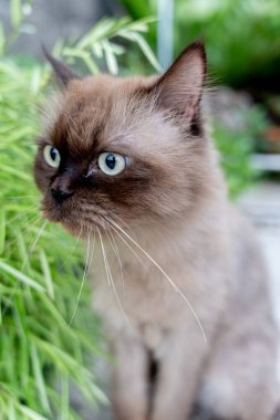 Beton zemine tünemiş cüce kedi, yalnız duygusal kedi