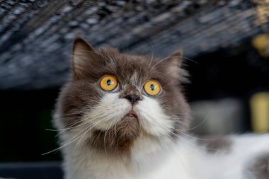 Perched Munchkin cat on roof rack car , close up cat face