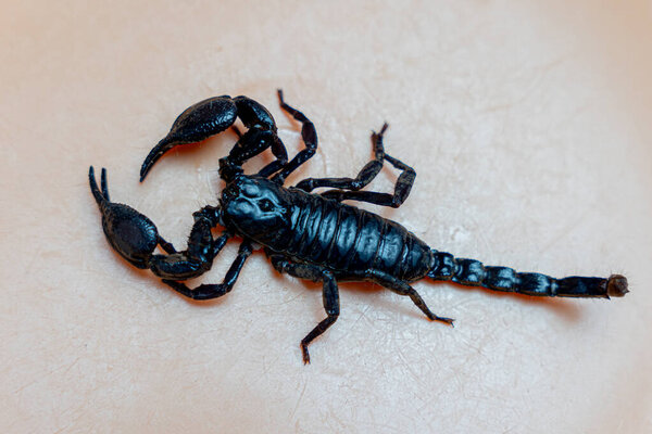 Scorpion isolated on orange background top view , mud scorpion close up.