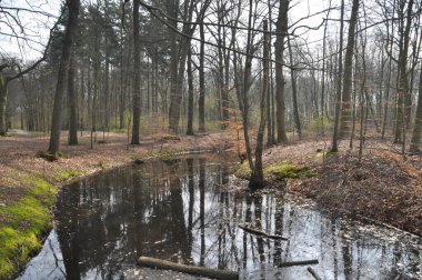 Kasteel De Haere yakınlarındaki Orman, Olst, Hollanda
