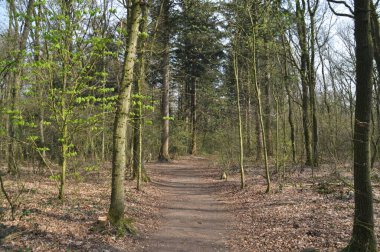 Kasteel De Haere yakınlarındaki Orman, Olst, Hollanda