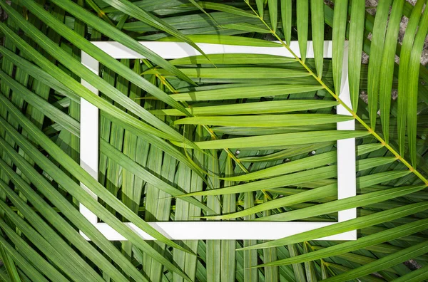 Natureza Fundo Abstracto Folhas Palma Verdes Frescas Com Moldura Branca — Fotografia de Stock