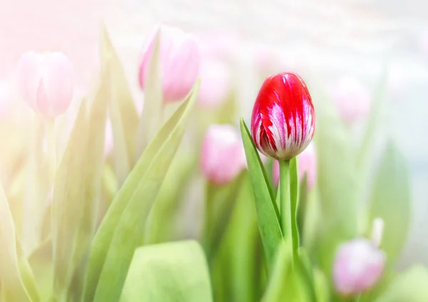 Red tulip among pink flowers outdoor