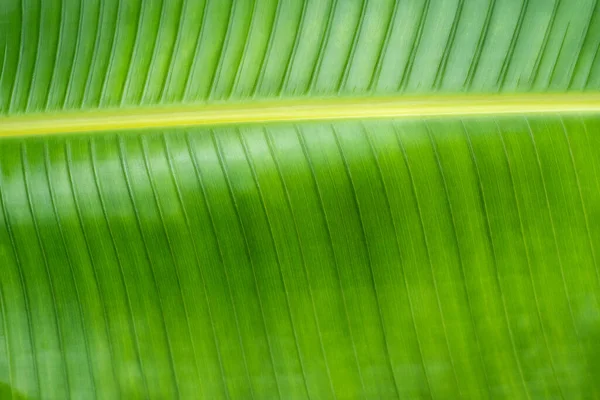 Банановий Лист Крупним Планом Фон Природи — стокове фото