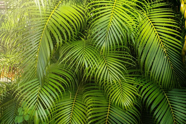 Пальмовые Листья Летом Природа Фон — стоковое фото